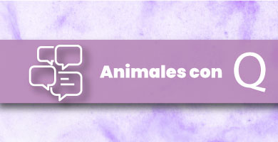 Animales con Q